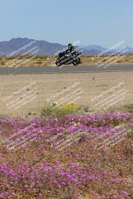 media/Mar-12-2023-SoCal Trackdays (Sun) [[d4c8249724]]/Turn 15 Inside Bloom (130pm)/